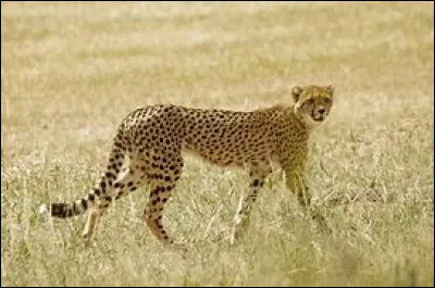 Quelle est la vitesse maximale d'un guépard ?