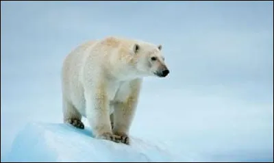 L'ours polaire vit-il en Arctique ou en Antarctique ?