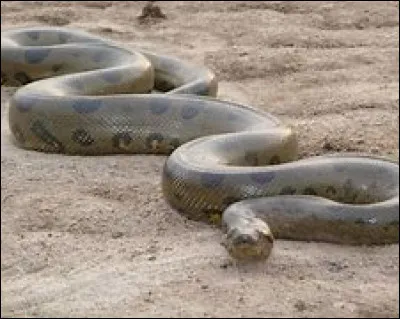 Quelle est la taille moyenne d'un anaconda ?
