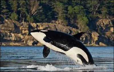 Combien pèse en moyenne une orque ?