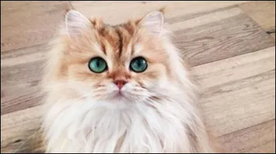 Quelle est cette couleur ?