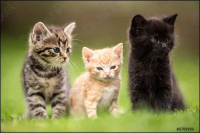Tes chatons naissent et tu dois choisir des prénoms pour deux filles et un garçon. Que choisis-tu ?