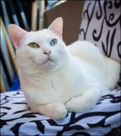 Les chat peuvent-ils avoir les yeux vairons ?
