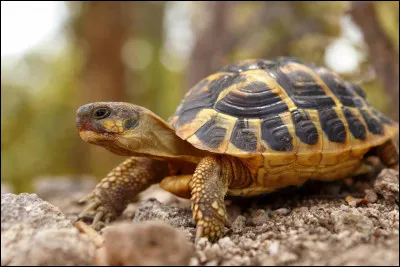 Comment dit-on "tortue" en italien ?