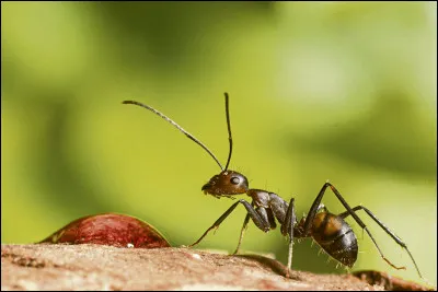 Comment dit-on "fourmi" en italien ?