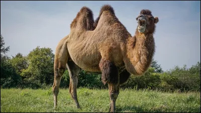 Comment dit-on "chameau" en italien ?