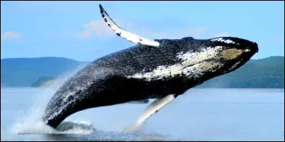 Comment dit-on "baleine" en italien ?