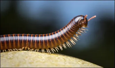 Biologie : 
Sauriez-vous me donner le nom scientifique du mille-pattes ?