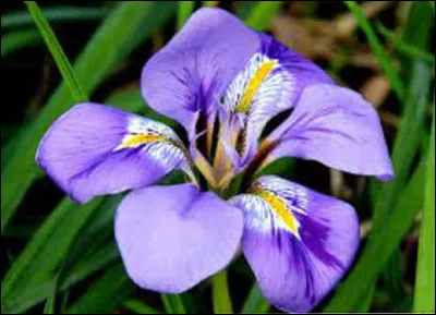 Nature / symbolique : 
Dans le langage des fleurs, que symbolise l'iris ?