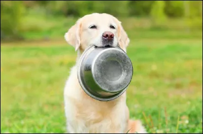 Quel aliment est le poison numéro un pour les chiens ?