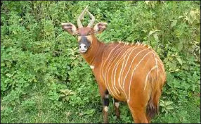 Faune : Comment s'appelle cet animal ?