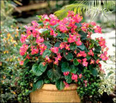 Flore : Comment s'appelle cette fleur ?