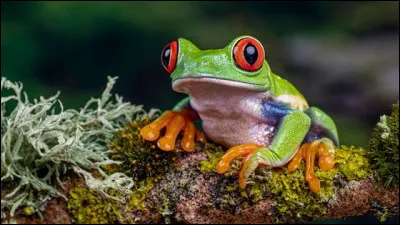 Faune : Quel est le cri de la grenouille ?
