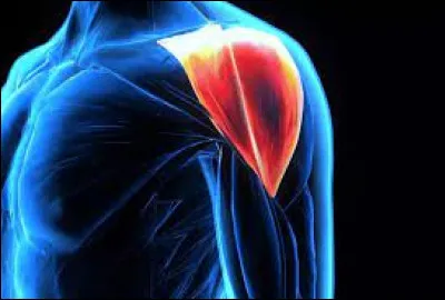 Sciences : Comment s'appelle ce muscle ?
