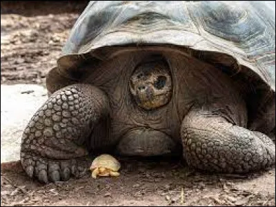 Faune : d'où viennent ces tortues ?