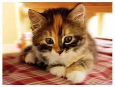 Tu es un chaton dans la pouponnière, comment tappelles-tu ?