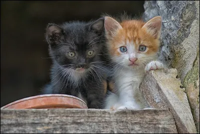 Choisis un nom pour tes deux chatons (mâles) :