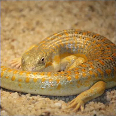 Le 27 novembre 1942, lors du sabordage de la flotte française, à Toulon, combien de sous-marins s'échappent ?