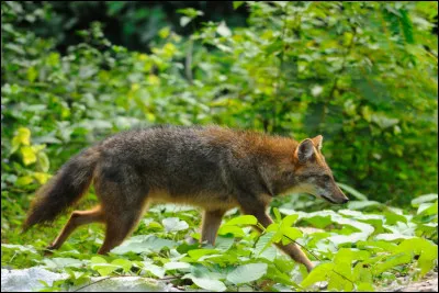 Mine de rien il est déjà en France et très peu de gens le savent, on l'a repéré jusque dans les Deux-Sèvres, qui est-il ?