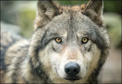 Quel est cet animal ?