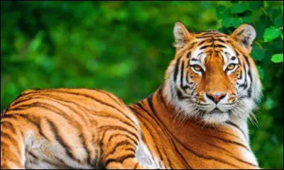 Quel est cet animal ?