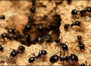 Quiz sur les fourmis