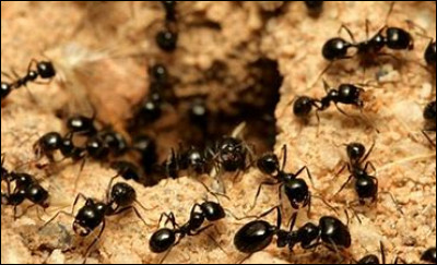 Combien de fourmis faut-il pour égaliser le poids d'un homme ?