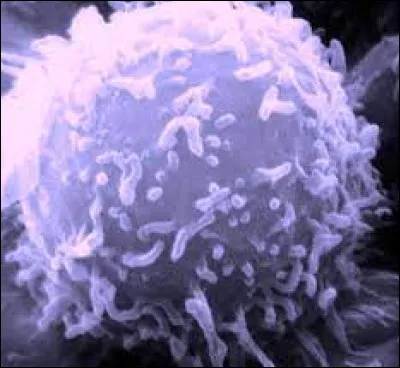 Sciences : comment appelle-t-on les globules blancs dont le rôle est la défense immunitaire de l'organisme face aux agressions infectieuses ?