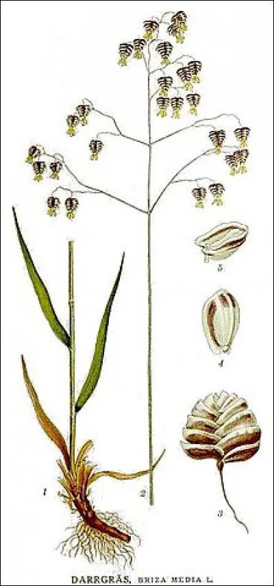 La "brize médiane" est une graminée pouvant atteindre 80 cm de haut. Quel est l'un de ces autres nom ?