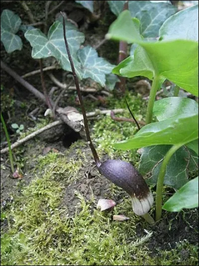 C'est une "souris végétale" que l'on a dans les (s)patt(h)es : quel est l'un de ces autres noms ?