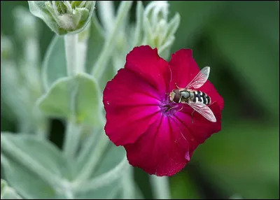 Ce nom désigne plusieurs plantes, dont l'anémone pulsatille : quel est-il ?