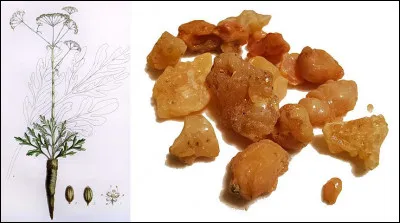 On tire la résine appelée "ase fétide" de la plante ci-dessus. Quel nom commun porte-t-elle aussi ?