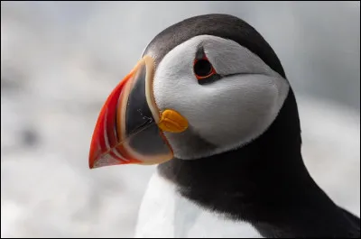 Faune : Comment s'appelle cet animal ?