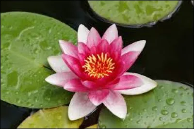 Sachant qu'une feuille de nénuphar double de taille chaque jour et qu'elle recouvre l'étang entier en 10 jours, en combien de jours recouvre-t-elle l'étang à moitié ?