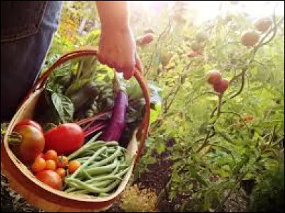 Sous une serre, un cultivateur de légumes a 2 rangées de 5 tomates, 3 de 7 poireaux et 6 de 8 carottes. Combien de légumes a-t-il en tout ?