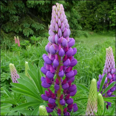 Contre qui est Arsène Lupin, en 1962, pour Edouard Molinaro ?