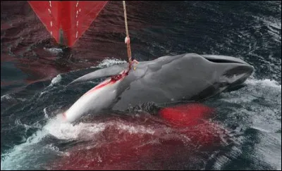En 2022, quels pays poursuivent la chasse à la baleine ?