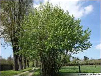 Flore : quel est cet arbre ?