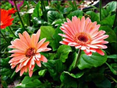 Quel est le nom de cette fleur aux pétales de couleur orange ?