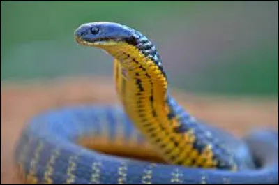 Il existe environ 1 000 espèces de serpents sur la planète.