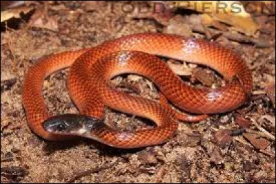 Les serpents nont quune façon de tuer leurs proies : ils utilisent leur corps pour étouffer la créature avant de lavaler.