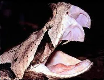 La vipère du Gabon est le serpent qui possède les plus longs crochets.