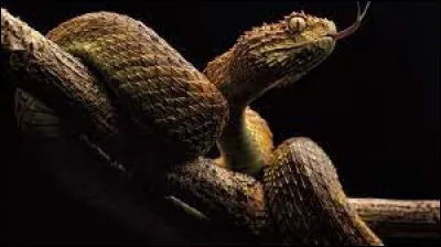 La moitié des espèces de serpents ont un venin mortel pour lêtre humain.