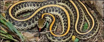 On trouve des serpents dans tous les pays du monde, sauf en Antarctique.