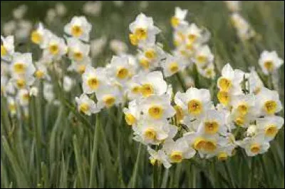 De quelle couleur est le Narcisse dans le titre du livre écrit par la romancière anglaise Rumer Godden ?