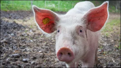 Quel est ton animal préféré ?