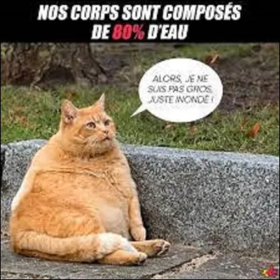 Animaux : de ces 3 races de chats, originaires des États-Unis, pouvez- vous me dire lequel est un bengal ?