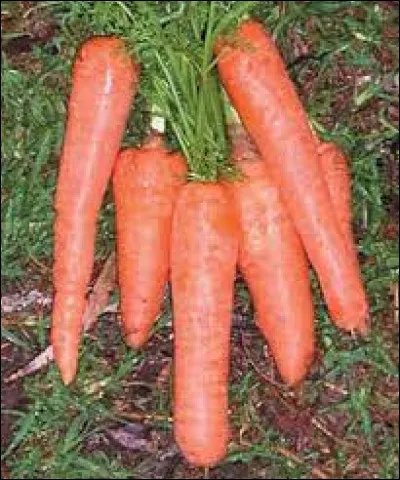 Comment dit-on "une carotte" en italien ?