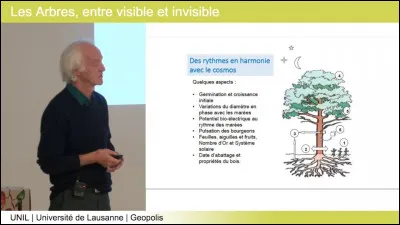 À quelle famille les arbres fruitiers verts donnant des agrumes appartiennent-ils ?