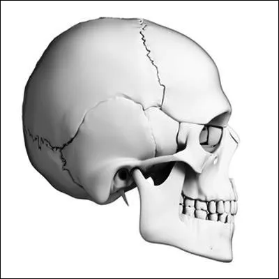 Quel nerf cr&acirc;nien est form&eacute; par la fusion de deux nerfs, dont le nerf cochl&eacute;aire ?